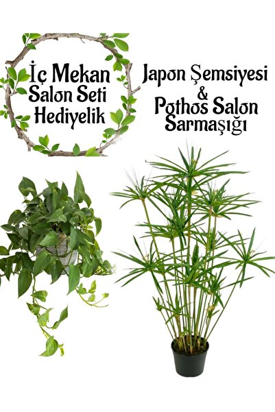 Bitkim Sende Japon Şemsiyesi(40-60)Cm 1 Adet Saksılı+Pothos Salon Sarmaşığı (...