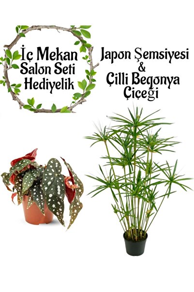 serada decor & plant Japon Şemsiyesi (40-60cm)1 Adet Saksılı+Çilli Begonya Çi...