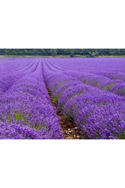 ÖZGÜVEN TARIM 5 Adet Açık Kök Lavanta Fidanı