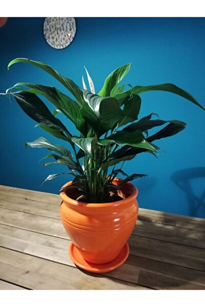 Balcony Flower Büyük Boy Çömlek Saksı