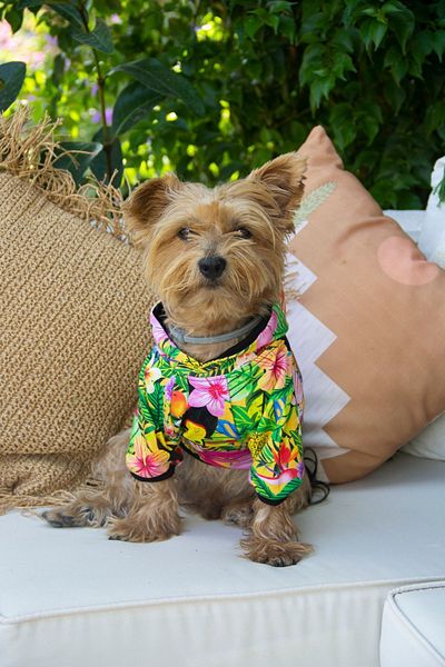 Oli and Lui Hawaii Tropical Patterned Dog Sweatshirt