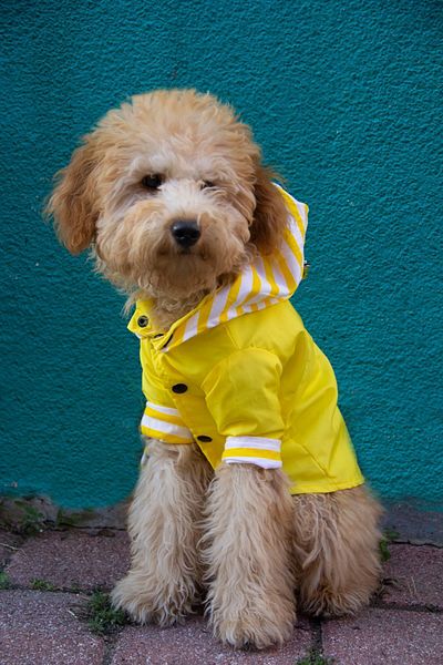 Oli and Lui YELLOW Colored Dog Raincoat