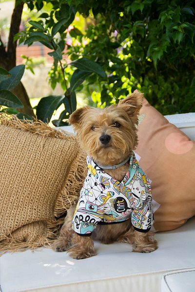 Oli and Lui THINK Patterned Dog Sweatshirt - Mixed Model