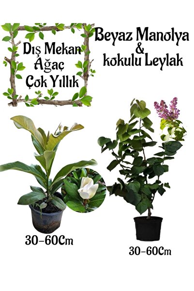 Bitkim Sende Kokulu Manolya Ağacı 1 ADET Saksılı+Leylak Ağacı1 ADET Saksılı B...