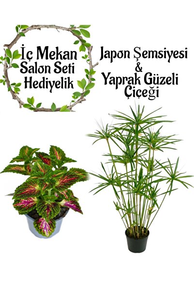 Bitkim Sende Japon Şemsiyesi (40-60cm)1 Adet Saksılı+Yaprak Güzeli Çiçeği 1 A...