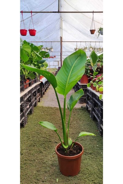 Ravza Çiçekçilik Starliçe Cennet Kuşu ( Strelitzia Nicolai ) ( 20 Cm Saksıda - 90 - 100 Cm Arasında )