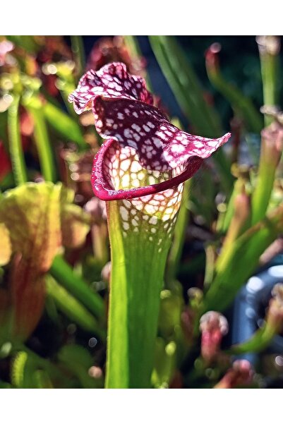 mobuflora Sarracenia Leucophylla Sinek Kapan Etobur Bitki