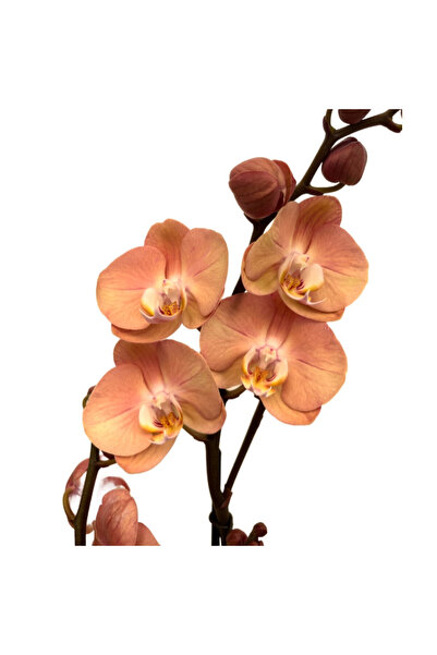 Betonish Phalaenopsis 'Suki' (Turuncu Orkide)