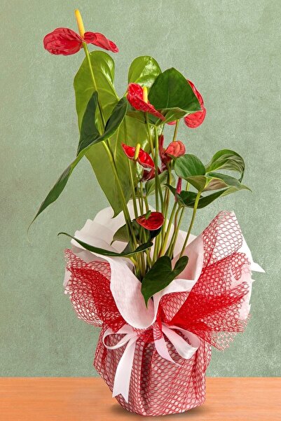 Bizim Bahçe Çiçekçilik Anthurium Kırmızı Antoryum Flamingo Çiçeği 50-60 Cm Canlı Çiçek