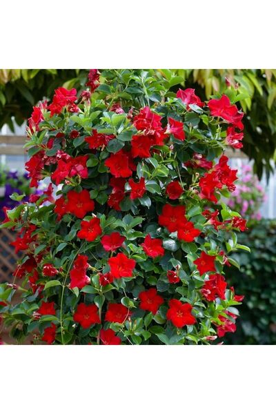 CC Mandevilla Çiçeği Sundavilla Mandavilla 150-200 Cm Saksıda