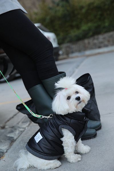 Oli and Lui Black Dog Patterned Coat