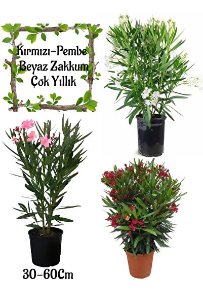 serada decor & plant Beyaz Zakkum+Kırmızı Zakkum+Pembe Zakkum 3 ADET Saksılı ...