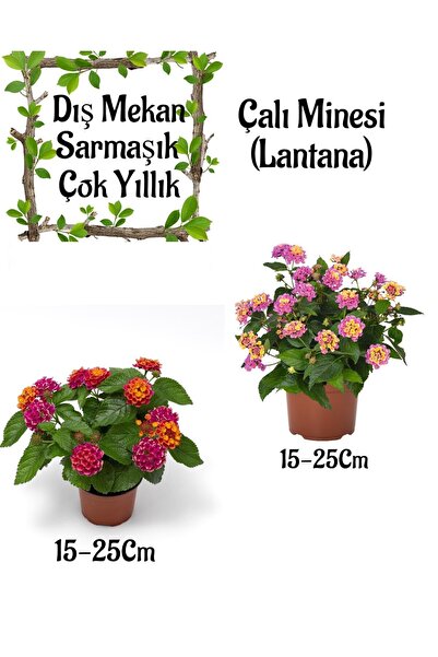 Bitkim Sende Fuşya Sarı Çalı Minesi 1 ADET+ Pembe Çalı Minesi 1 ADET Saksılı ...
