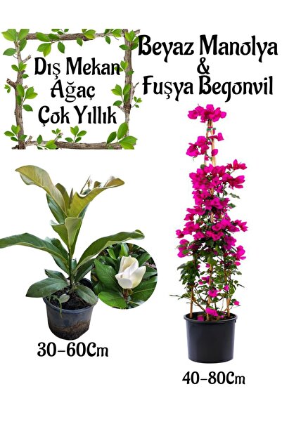 Bitkim Sende Kokulu Manolya Ağacı 1 ADET Saksılı+Fuşya Renk Begonvil 1 ADET S...