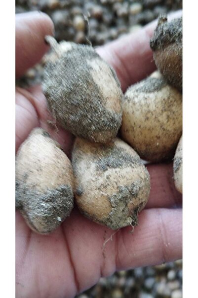 ERVA PEYSAJ Salep Yumrusu 10 Adet