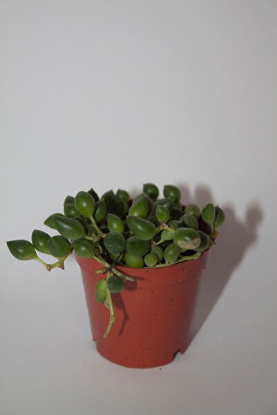 BAYRAKTAR PEYZAJ Tesbih Çiçeği Sukulent Senecio Tekli 5.5 cm Saksıda