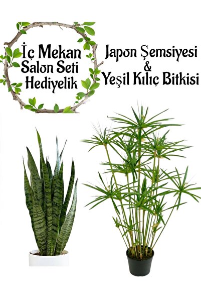 Bitkim Sende Japon Şemsiyesi(40-60)Cm 1 Adet Saksılı+Yeşil Kılıç Çiçeği(20-40...