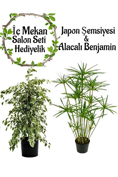 Bitkim Sende Japon Şemsiyesi(40-60)Cm 1 Adet Saksılı+ Alacalı Benjamin Bitkis...