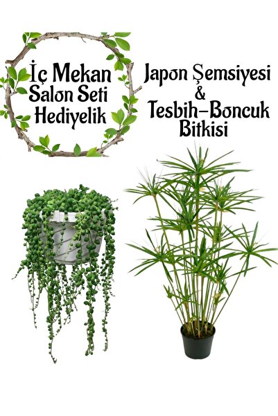 Bitkim Sende Japon Şemsiyesi(40-60)Cm 1 Adet Saksılı+Tespih Çiçeği(20-30cm)1 ...