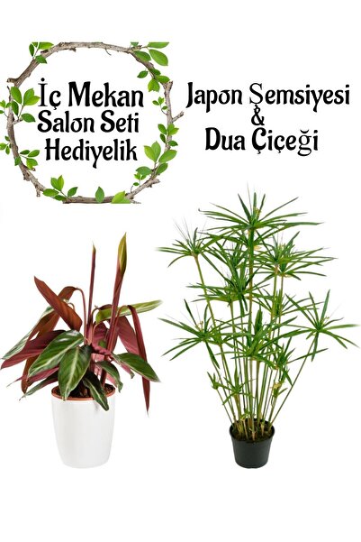 Bitkim Sende Japon Şemsiyesi (40-60cm)1 Adet Saksılı+Pembe Dua Çiçeği 1 Adet ...