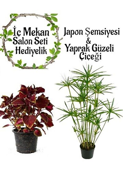 Bitkim Sende Japon Şemsiyesi (40-60cm)1 Adet Saksılı+Yaprak Güzeli Çiçeği 1 A...