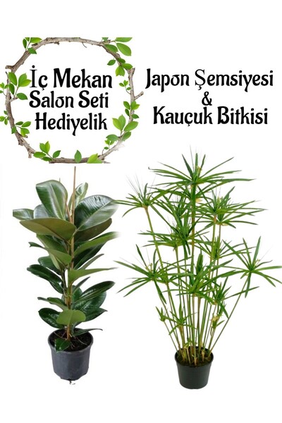 Bitkim Sende Japon Şemsiyesi(40-60)Cm 1 Adet Saksılı+Kauçuk Bitkisi (50-70cm)...