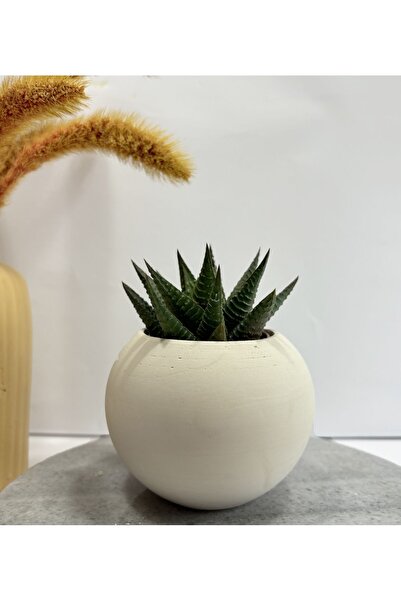 Sukulent Canlı Çiçek Ve Geometrik Saksı Haworthia Limifolia Tekli Küp Saksı