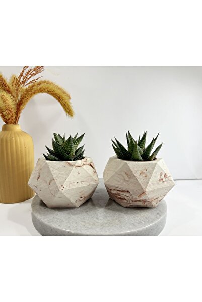 Sukulent Canlı Çiçek Ve Geometrik Saksı Bronz Saksı 2'li Haworthia Limifolia