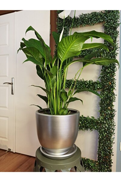 Balcony Flower 30 Cm Exclusive Salon Saksı