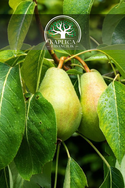 KAPLICA FİDANCILIK Santa Maria Armut Fidanı 3 Yaş