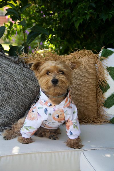 Oli and Lui LION LION Patterned Dog Sweatshirt