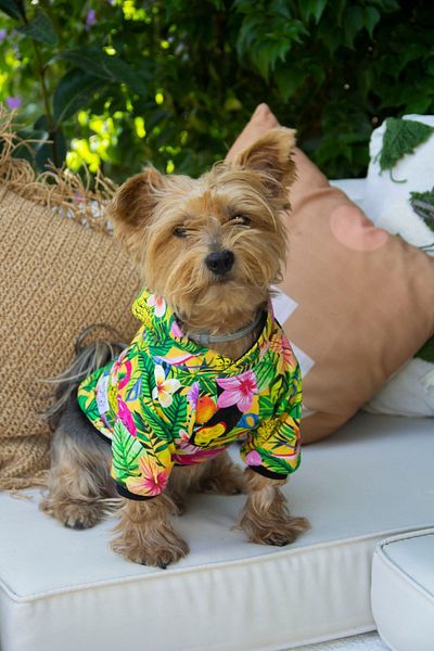 Oli and Lui Hawaii Tropical Patterned Dog Sweatshirt