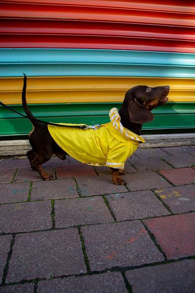 Oli and Lui YELLOW Colored Dog Raincoat