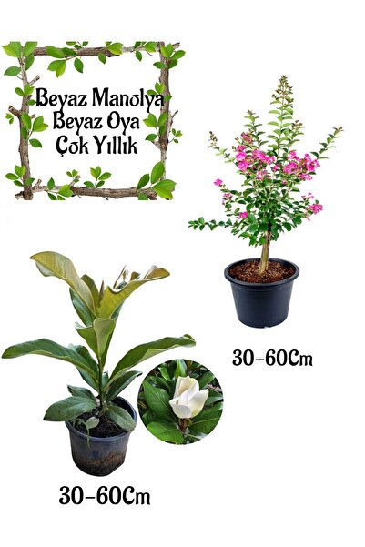 serada decor & plant Kokulu Manolya Ağacı 1 ADET Saksılı+Pembe Oya Ağacı 1 AD...