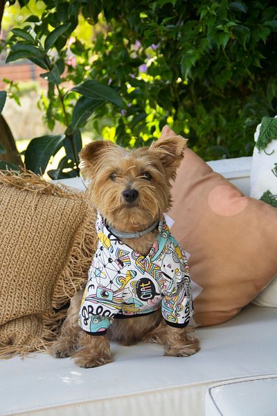 Oli and Lui THINK Patterned Dog Sweatshirt - Mixed Model