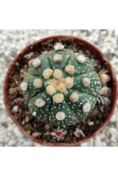 cantropikal Astrophytum Asterias Oobio Gonzales No:16nadir Kaktüs Sukulent