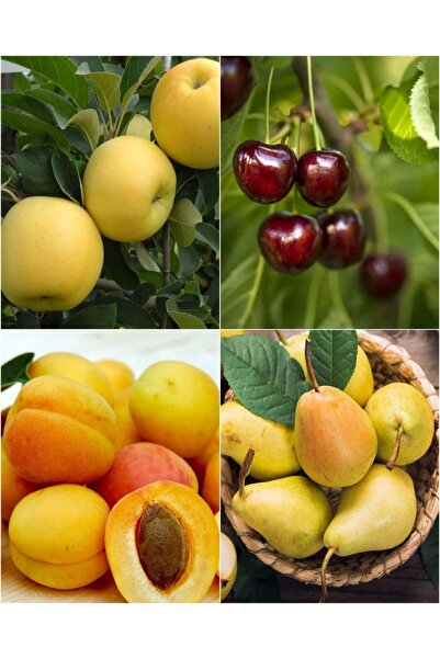 Doğan Fidancılık 4 Çeşit Meyve Fidanı Kiraz , Elma , Kayısı Ve Armut