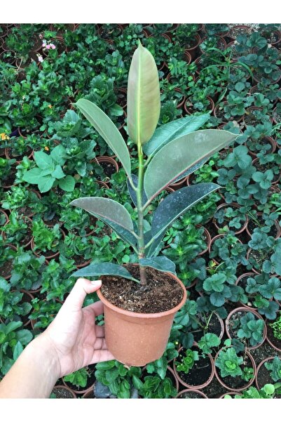 CRN TARIM Salon Bitkileri Kauçuk Çiçeği (YEŞİ)