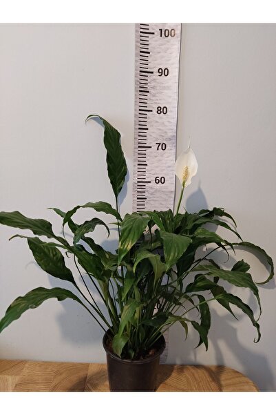 Zambak Barış çiçeği (Selam Çiçeiği, Peace Lilly, Spathiphyllum Wallisii )