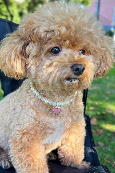 Petella Köpek Kolyesi Köpek Boyun Tasması Köpek Tasması Cam İncili Kalpli Ayarlanabilir