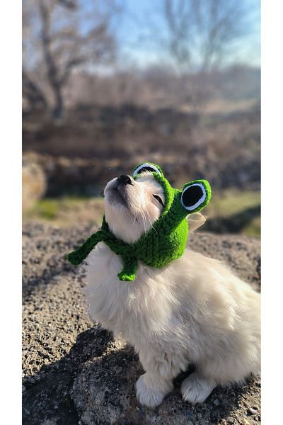 baddin aksesuar Pet Apparel Handmade Frog Hat