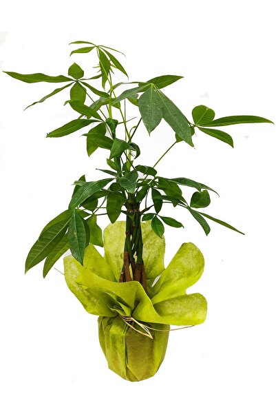 cicekgonder Pachira Para Ağacı