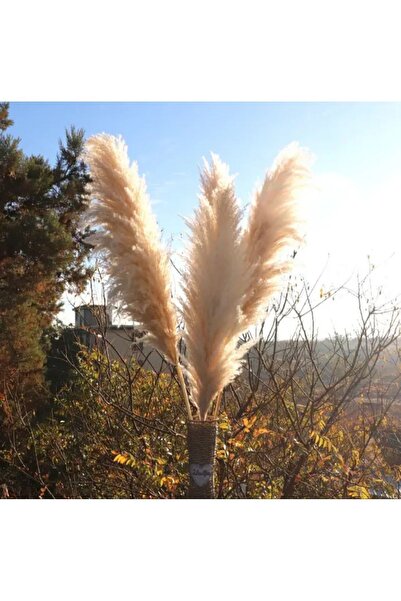 PAMPASTASARİM Pampas grass ithal pofuduk dökülmeyen cins 5'li