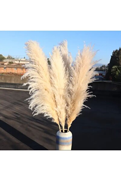 PAMPASTASARİM Pampas grass ithal pofuduk dökülmeyen cins 5'li