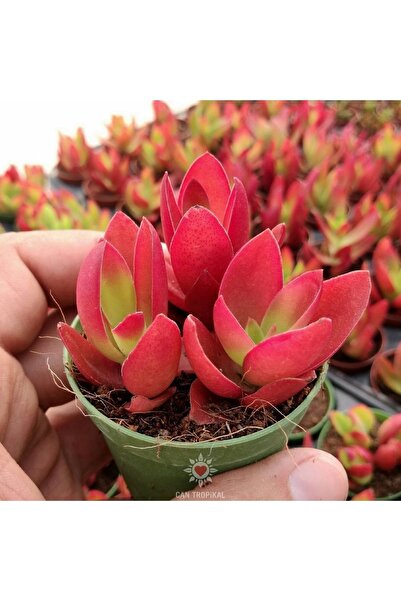 cantropikal Crassula Campfire,kamp Ateşi. Güneşte Kızaran Sukulent