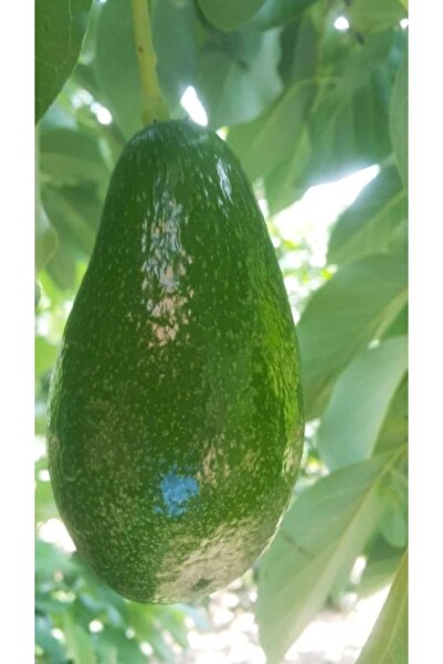 Alanyatropikal Fuerte Avakado Fidanı 1 Erkek 1Dişi Şeklinde