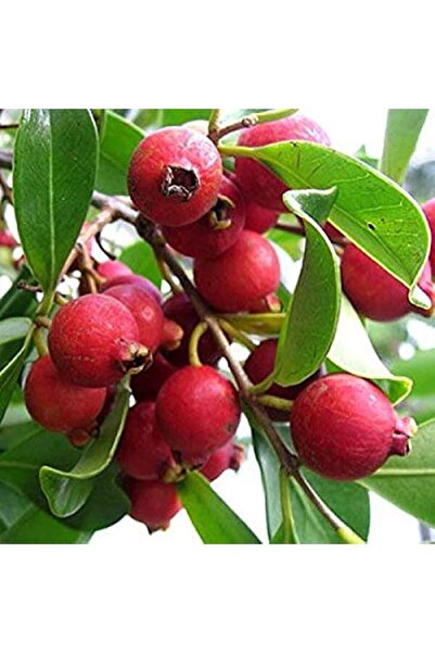 Tohum Dünyası 5 Adet Çilek Guava Meyvesi Tohumu
