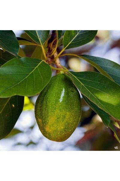 ASES Birbirini Tozlayan 2 Yaş Aşılı Fuerte Ve Zutano Avakado (2'li Paket)