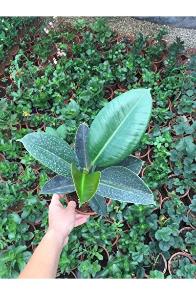 CRN TARIM Salon Bitkileri Kauçuk Çiçeği (YEŞİ)