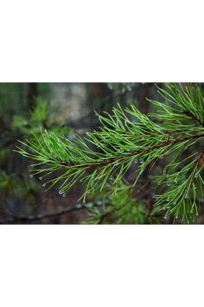 Natural Doğal & Taze Çam İğnesi Çayı